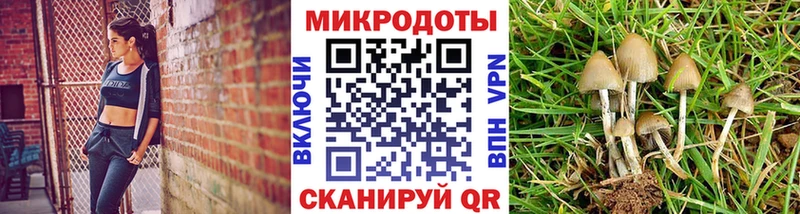 Псилоцибиновые грибы Psilocybe  Венёв 